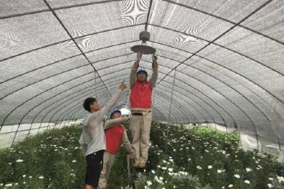 邳州市供電公司進花棚服務(wù)花農(nóng)