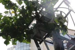 雁江供電公司修理10kV中晶二線(xiàn)上樹(shù)枝，變身“伐木工”