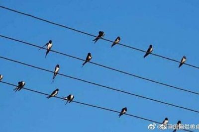 小鳥站在高壓電線上，不怕電？