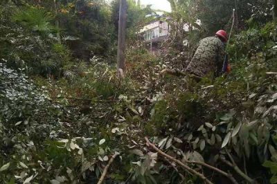 “剃須理發(fā)”，保持供電線路暢通