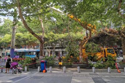 清楚樹(shù)障緊急消缺  保證用戶可靠用電