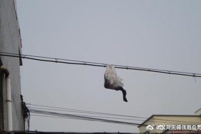 你的隨手一“拋”，可能導(dǎo)致跳閘停電！