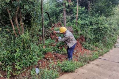 在10千伏螺新線犁耙分支線進(jìn)行巡線和砍青掃障工作