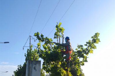 對35千伏長青線下的景觀樹木進行修剪