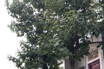 3-4號(hào)桿、27-33號(hào)桿修護(hù)樹(shù)工作